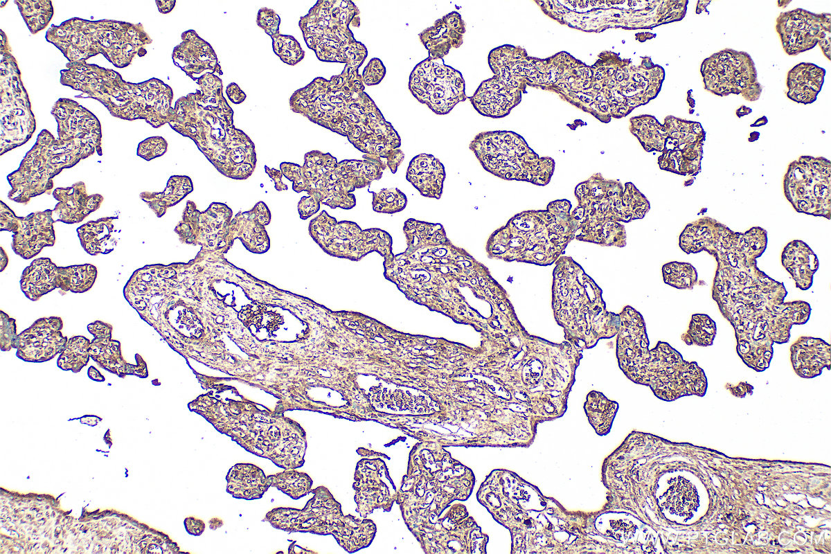 Immunohistochemistry (IHC) staining of human placenta tissue using Transferrin/TF Polyclonal antibody (30337-1-AP)