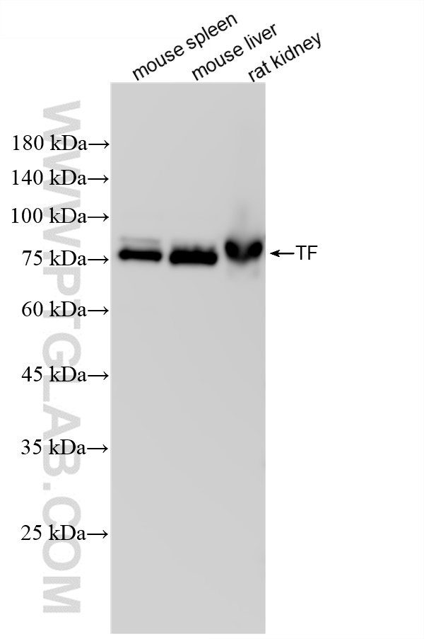 Western Blot (WB) analysis of various lysates using TF Recombinant antibody (84386-5-RR)