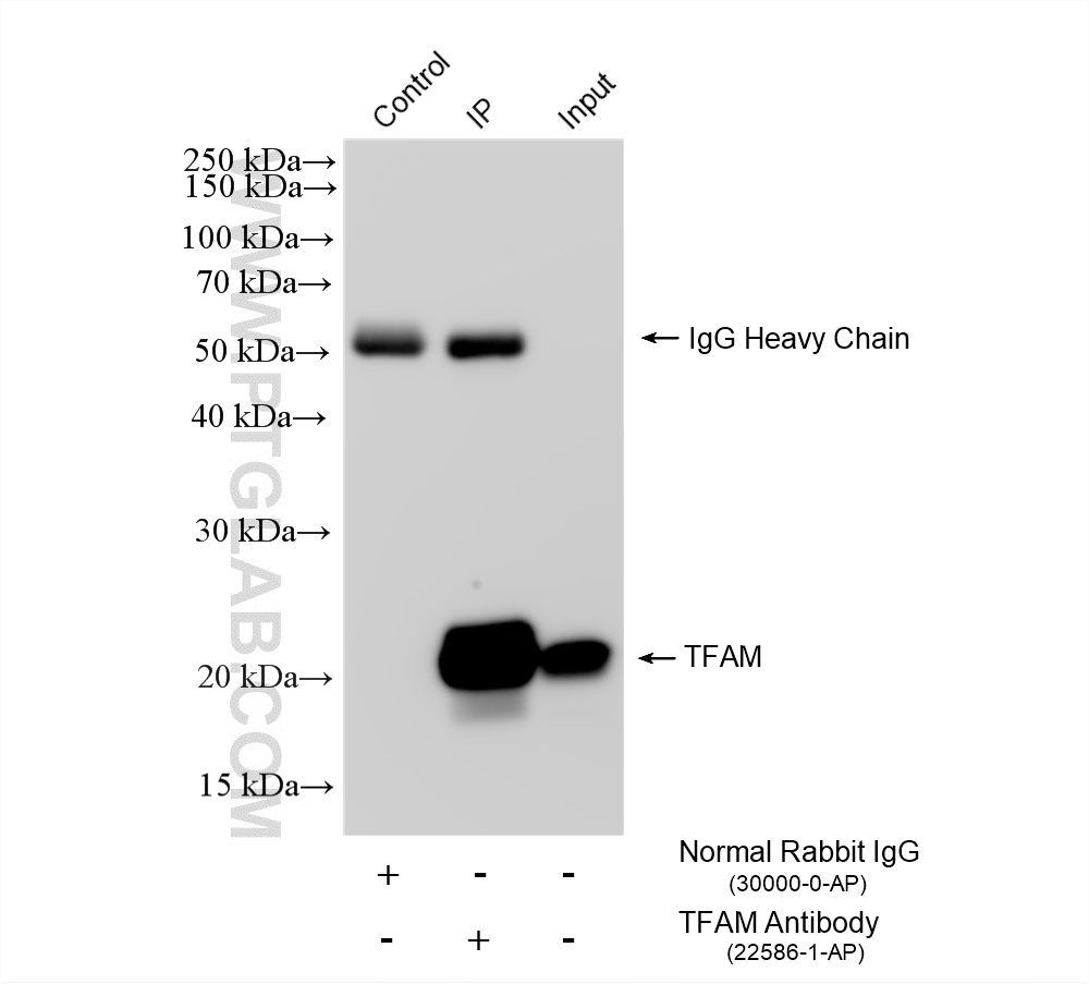 Immunoprecipitation (IP) experiment of HEK-293 cells using TFAM Polyclonal antibody (22586-1-AP)