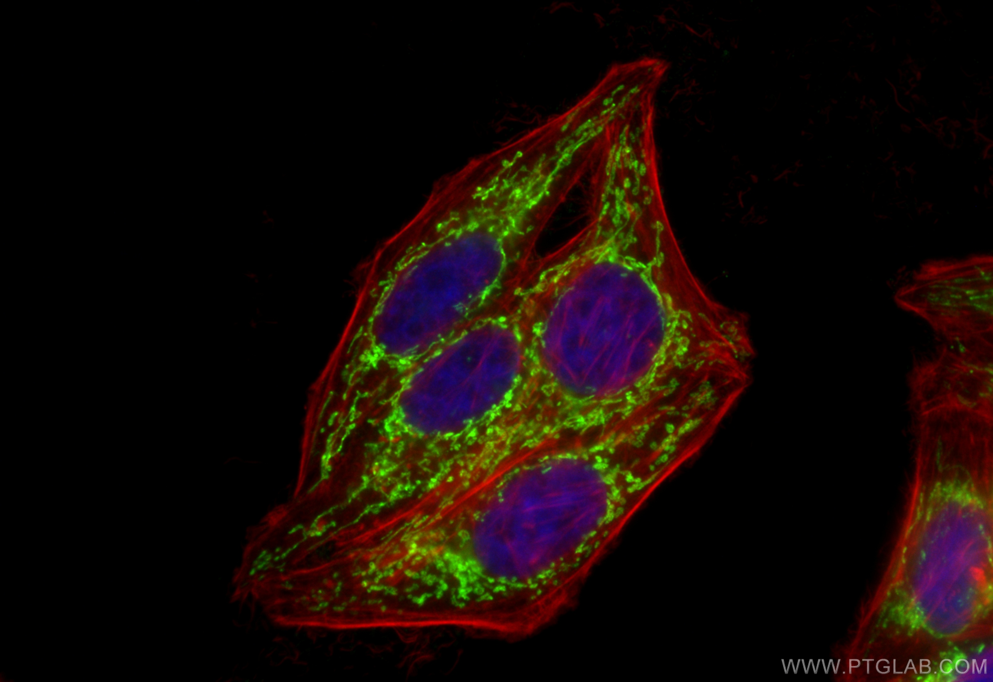 Immunofluorescence (IF) / fluorescent staining of HepG2 cells using CoraLite® Plus 488-conjugated TFAM Polyclonal anti (CL488-22586)