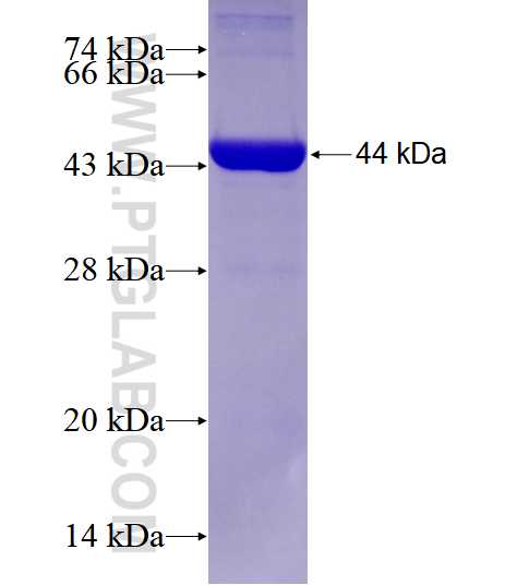 TFAP2B fusion protein Ag28580 SDS-PAGE