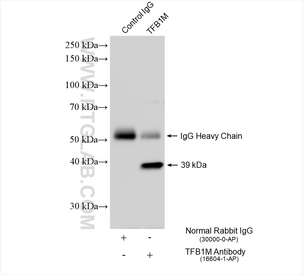 Immunoprecipitation (IP) experiment of HepG2 cells using TFB1M Polyclonal antibody (16604-1-AP)