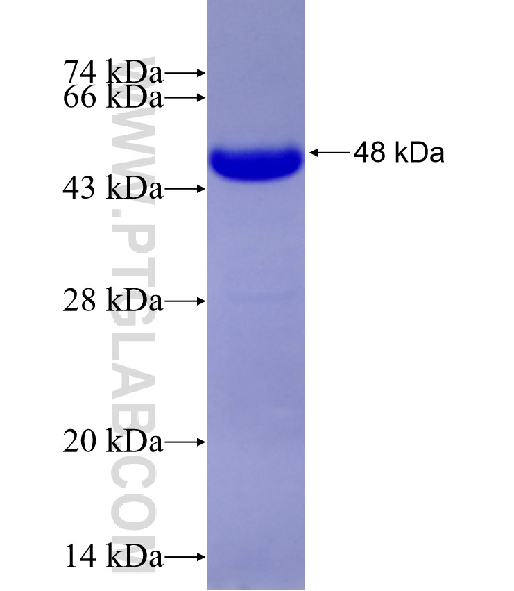 TFDP1 fusion protein Ag29196 SDS-PAGE