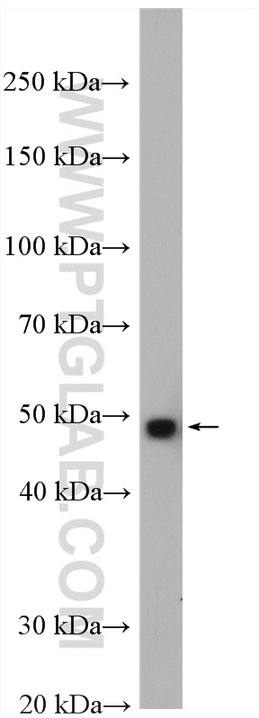 Western Blot (WB) analysis of mouse heart tissue using TFDP2 Polyclonal antibody (11500-1-AP)