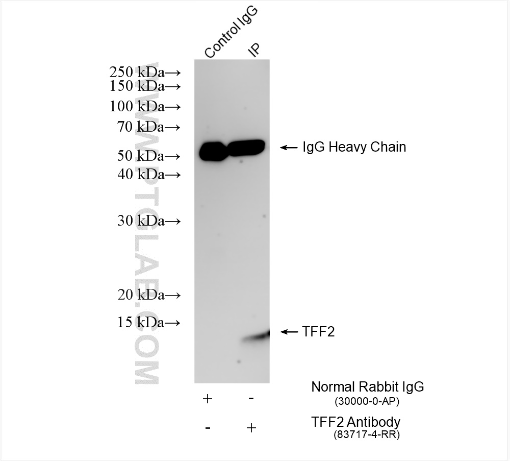 Immunoprecipitation (IP) experiment of mouse stomach tissue using TFF2 Recombinant antibody (83717-4-RR)