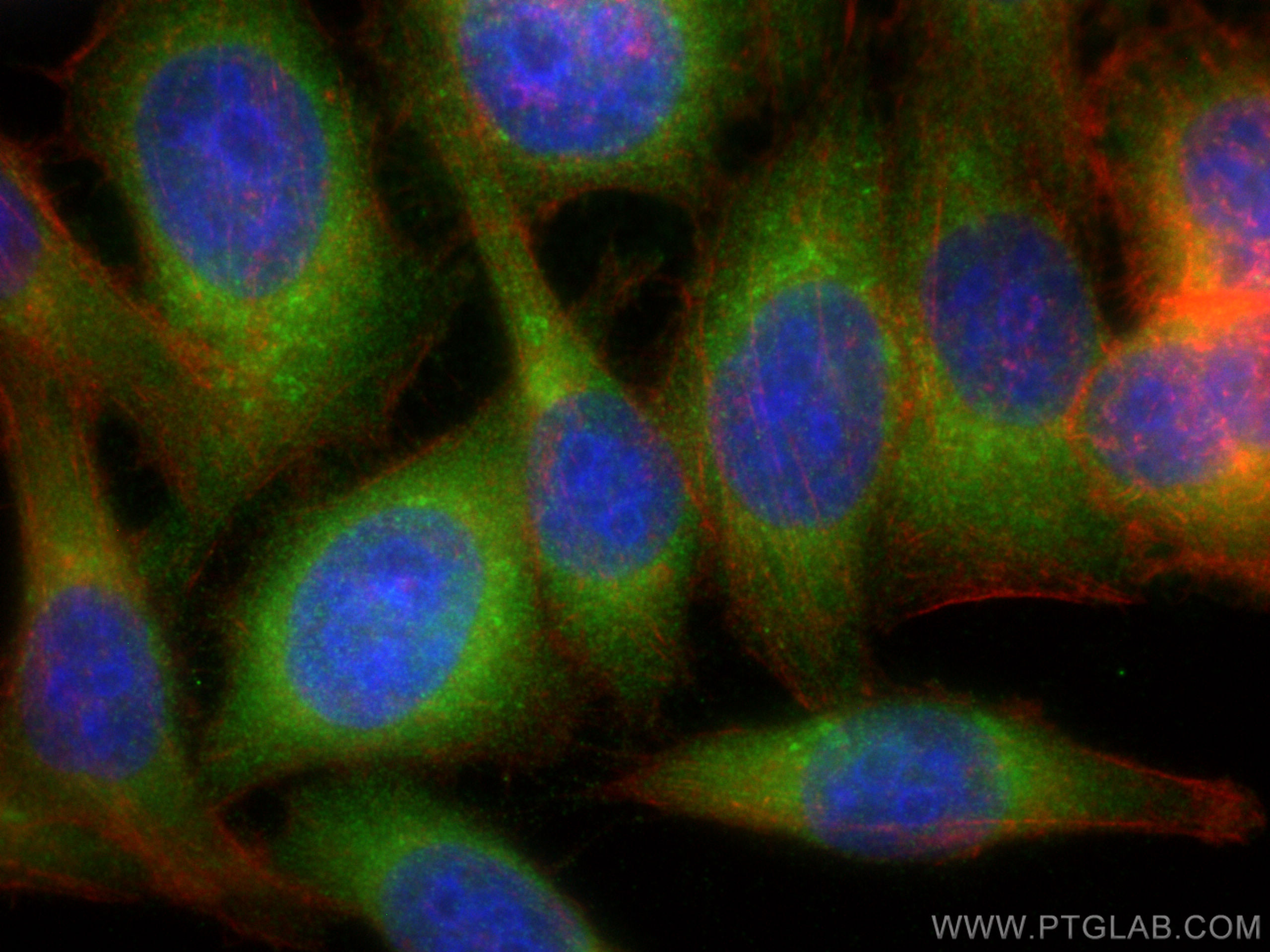 Immunofluorescence (IF) / fluorescent staining of HepG2 cells using TFPI Polyclonal antibody (20865-1-AP)