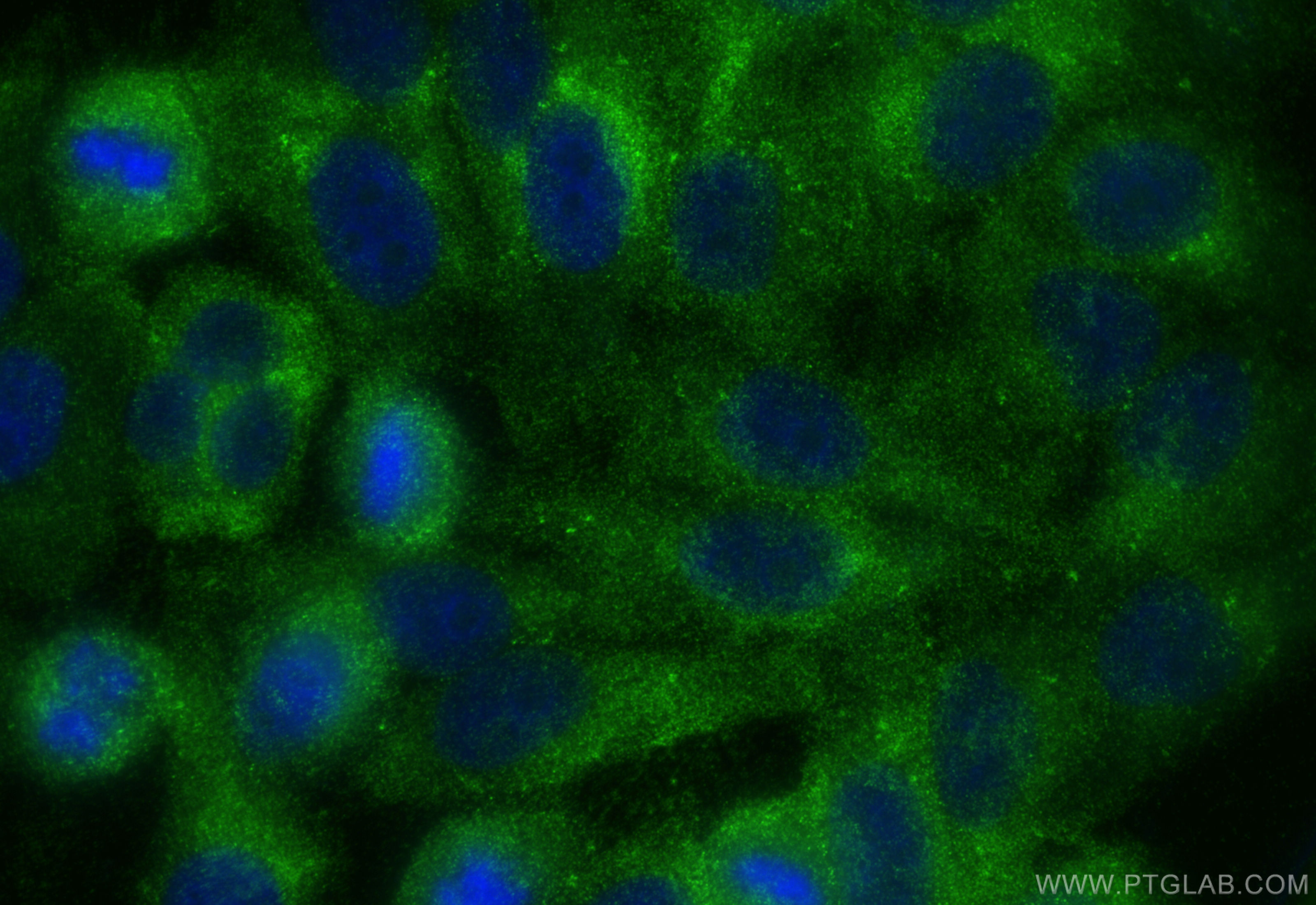 Immunofluorescence (IF) / fluorescent staining of HepG2 cells using TFPI Recombinant antibody (83838-5-RR)