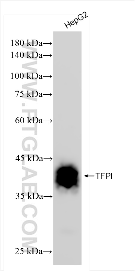 Western Blot (WB) analysis of HepG2 cells using TFPI Recombinant antibody (83838-5-RR)