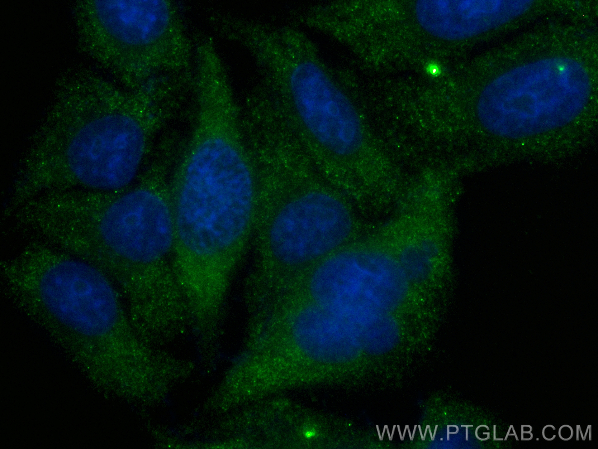 Immunofluorescence (IF) / fluorescent staining of HepG2 cells using CoraLite® Plus 488-conjugated TFPI Recombinant ant (CL488-83838-5)