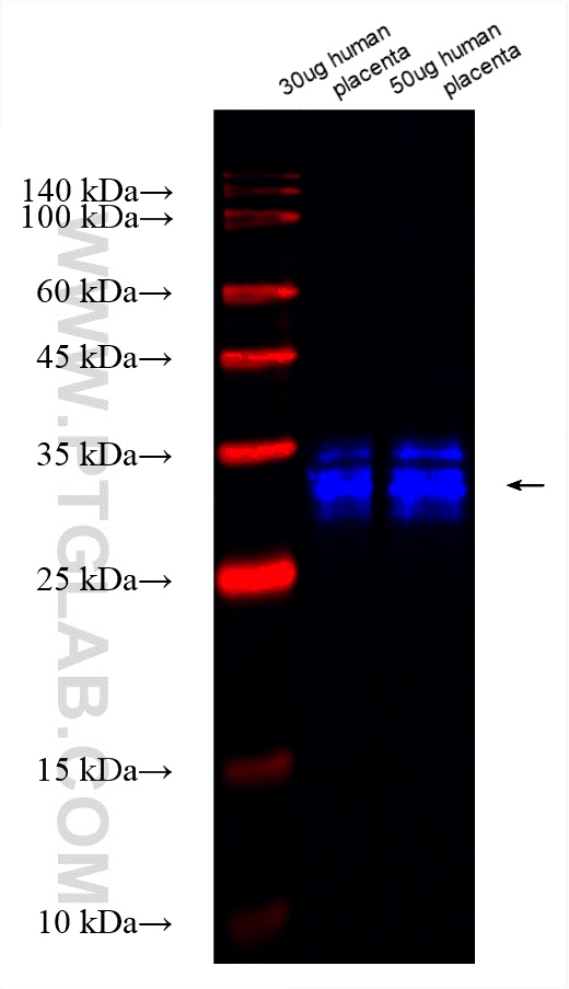 Western Blot (WB) analysis of various lysates using CoraLite® Plus 750-conjugated TFPI2 Recombinant an (CL750-83279)