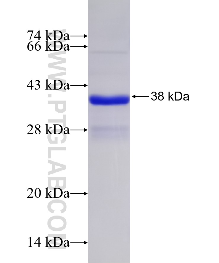 TFPI2 fusion protein Ag33467 SDS-PAGE