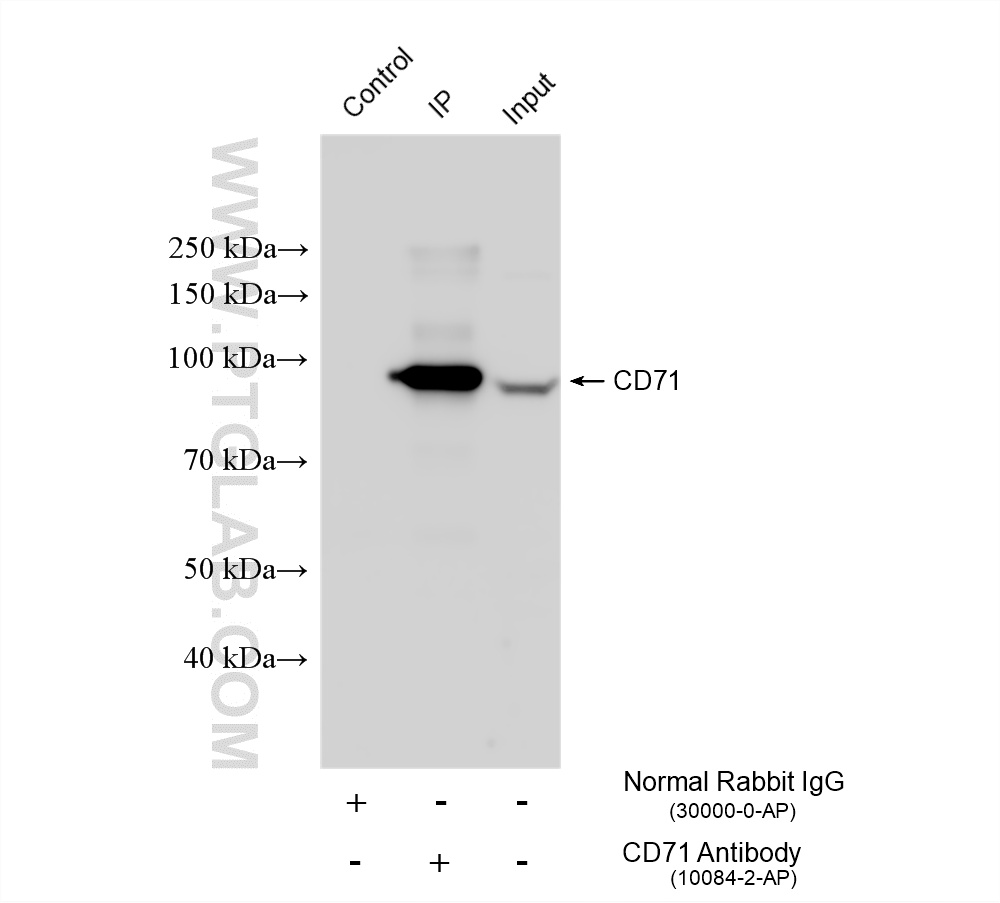 Immunoprecipitation (IP) experiment of HeLa cells using CD71 Polyclonal antibody (10084-2-AP)
