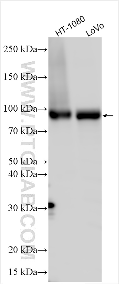 Western Blot (WB) analysis of various lysates using CD71 Polyclonal antibody (10084-2-AP)