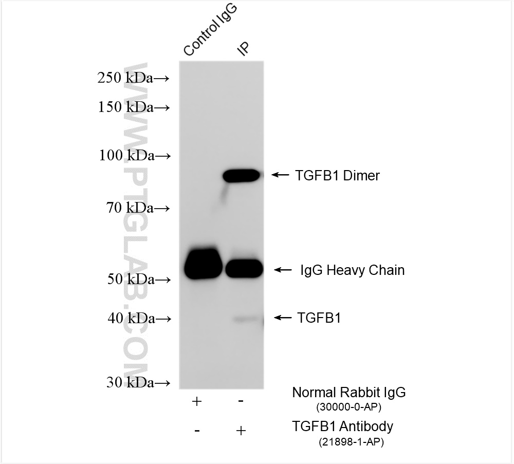 Immunoprecipitation (IP) experiment of mouse skin tissue using TGF Beta 1 Polyclonal antibody (21898-1-AP)