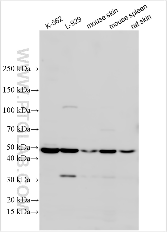 Western Blot (WB) analysis of various lysates using TGF Beta 1 Polyclonal antibody (21898-1-AP)