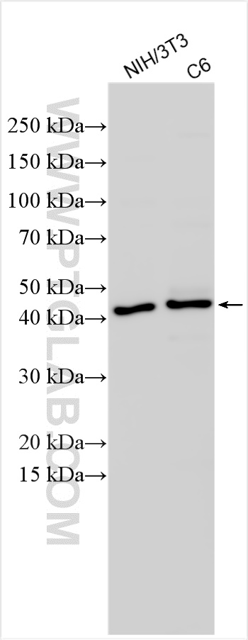 Western Blot (WB) analysis of various lysates using TGF beta 1 Polyclonal antibody (26155-1-AP)