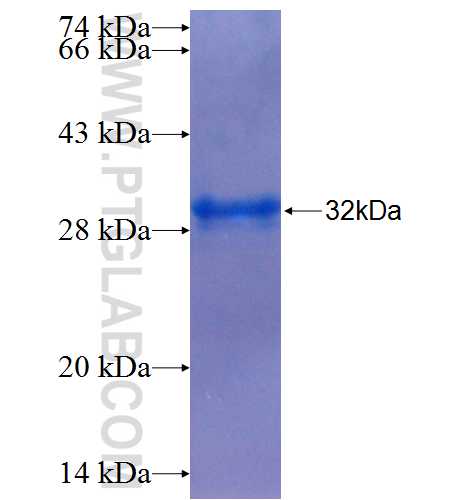 TGFA fusion protein Ag24727 SDS-PAGE