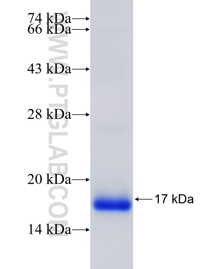 TGFA fusion protein Ag24856 SDS-PAGE