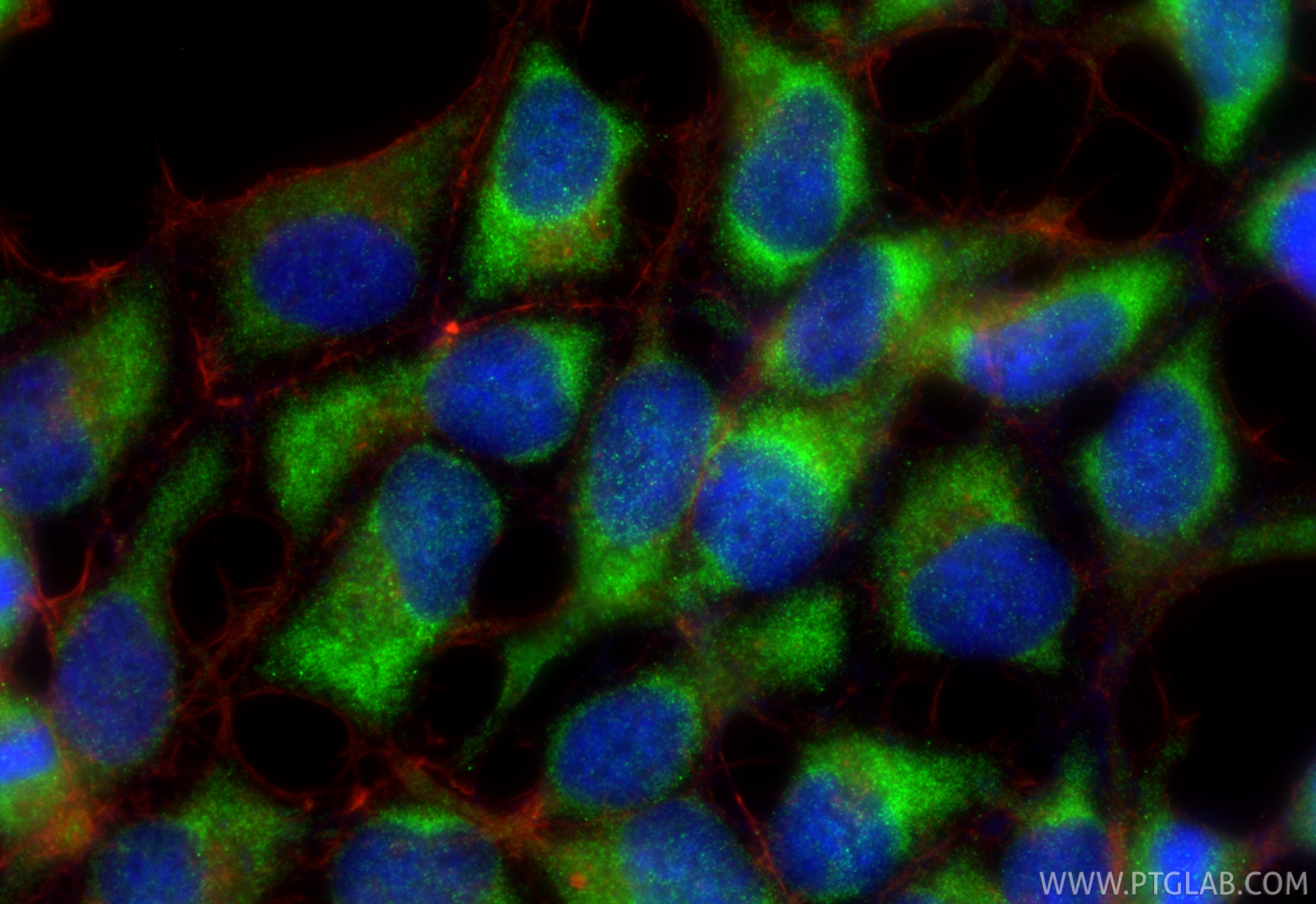 Immunofluorescence (IF) / fluorescent staining of HEK-293 cells using TGF Beta 1 Recombinant monoclonal antibody (81746-2-RR)