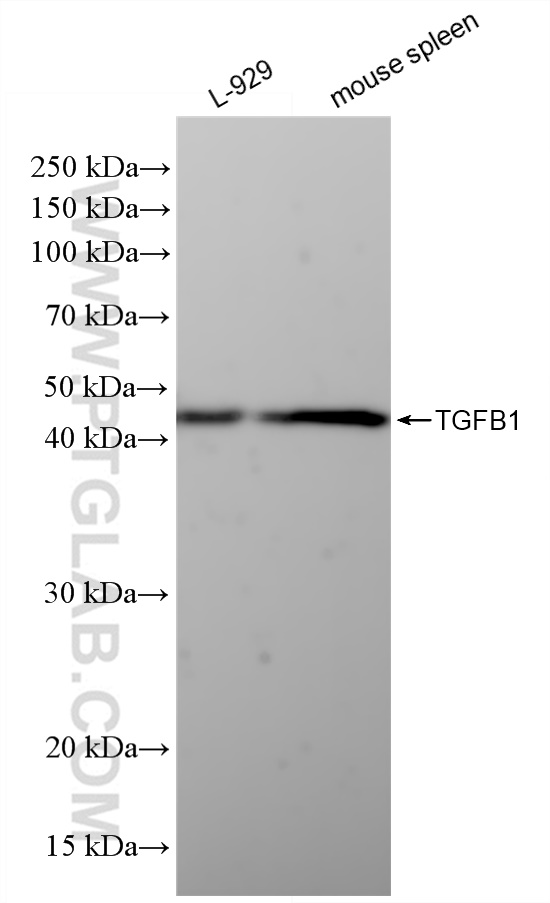 Western Blot (WB) analysis of various lysates using TGFB1 Recombinant antibody (81746-2-RR)
