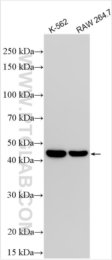 Western Blot (WB) analysis of various lysates using TGF Beta 1 Recombinant antibody (81746-2-RR)