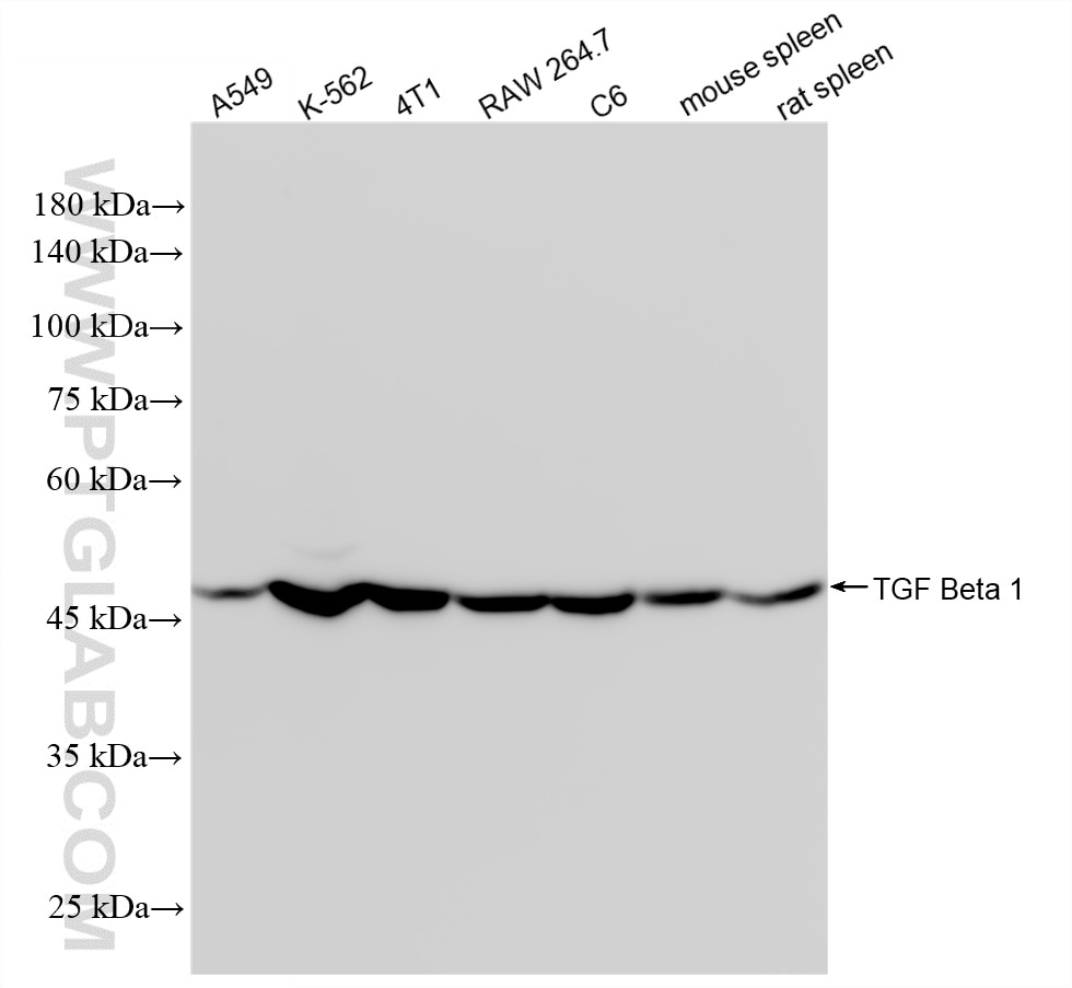 Western Blot (WB) analysis of various lysates using TGF Beta 1 Recombinant monoclonal antibody (81746-2-RR)