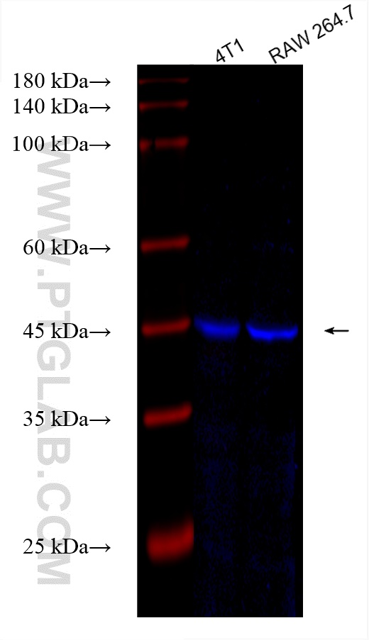 Western Blot (WB) analysis of various lysates using CoraLite® Plus 750-conjugated TGFB1 Recombinant an (CL750-81746-2)
