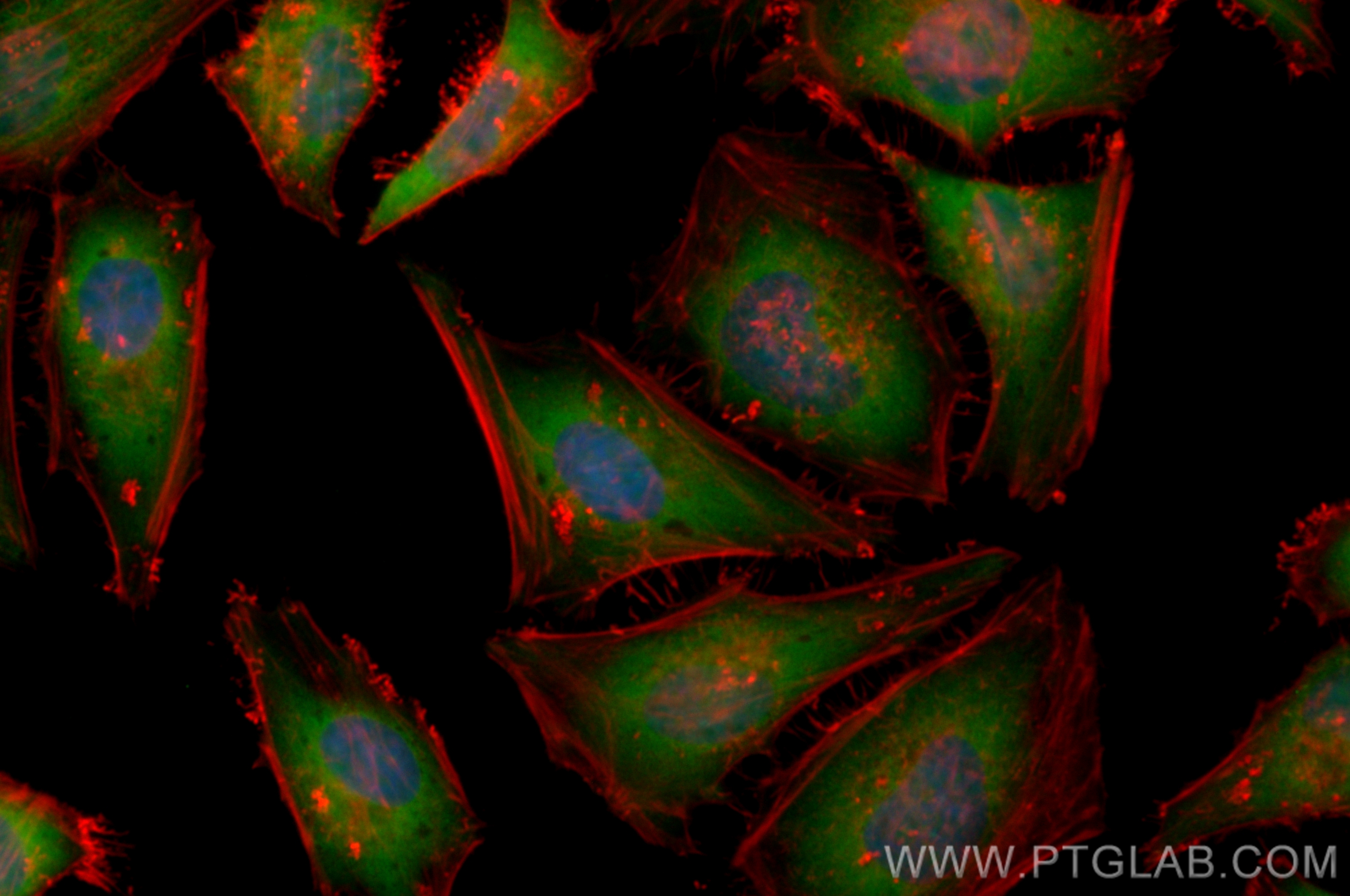 Immunofluorescence (IF) / fluorescent staining of Hela cells using CoraLite® Plus 488-conjugated TGFB2-Specific Recom (CL488-83167-5)