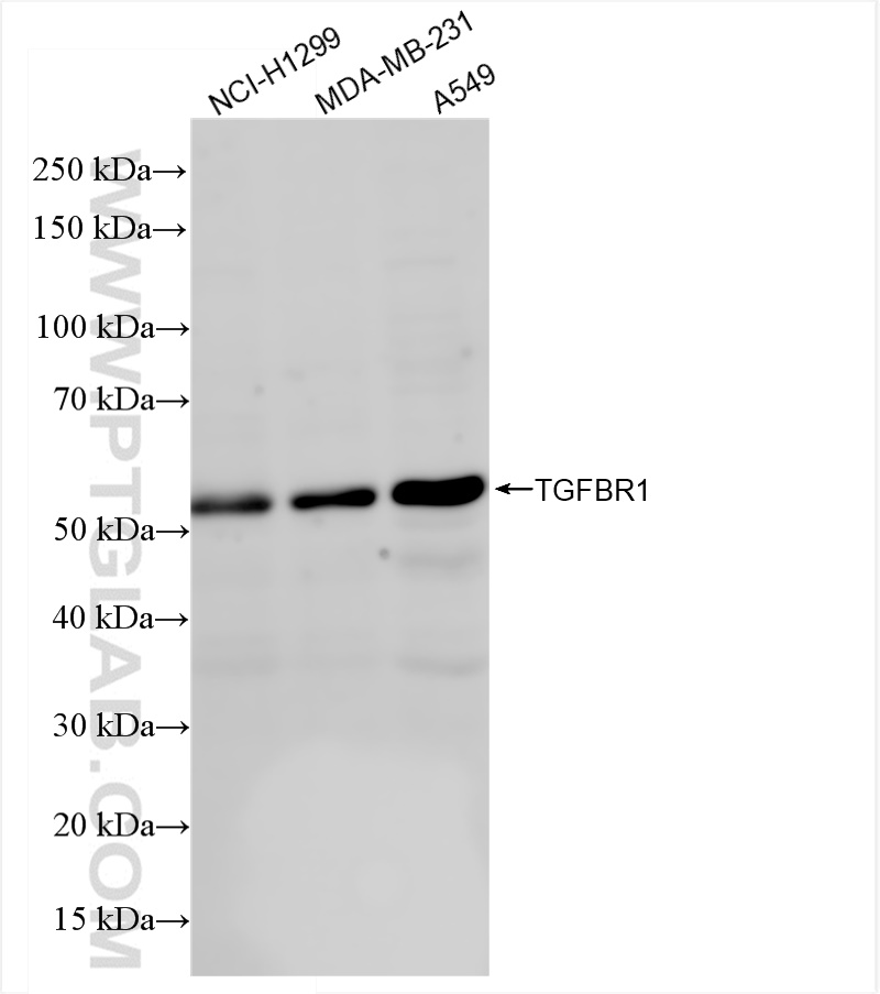 Western Blot (WB) analysis of various lysates using TGFBR1 Recombinant antibody (84453-1-RR)