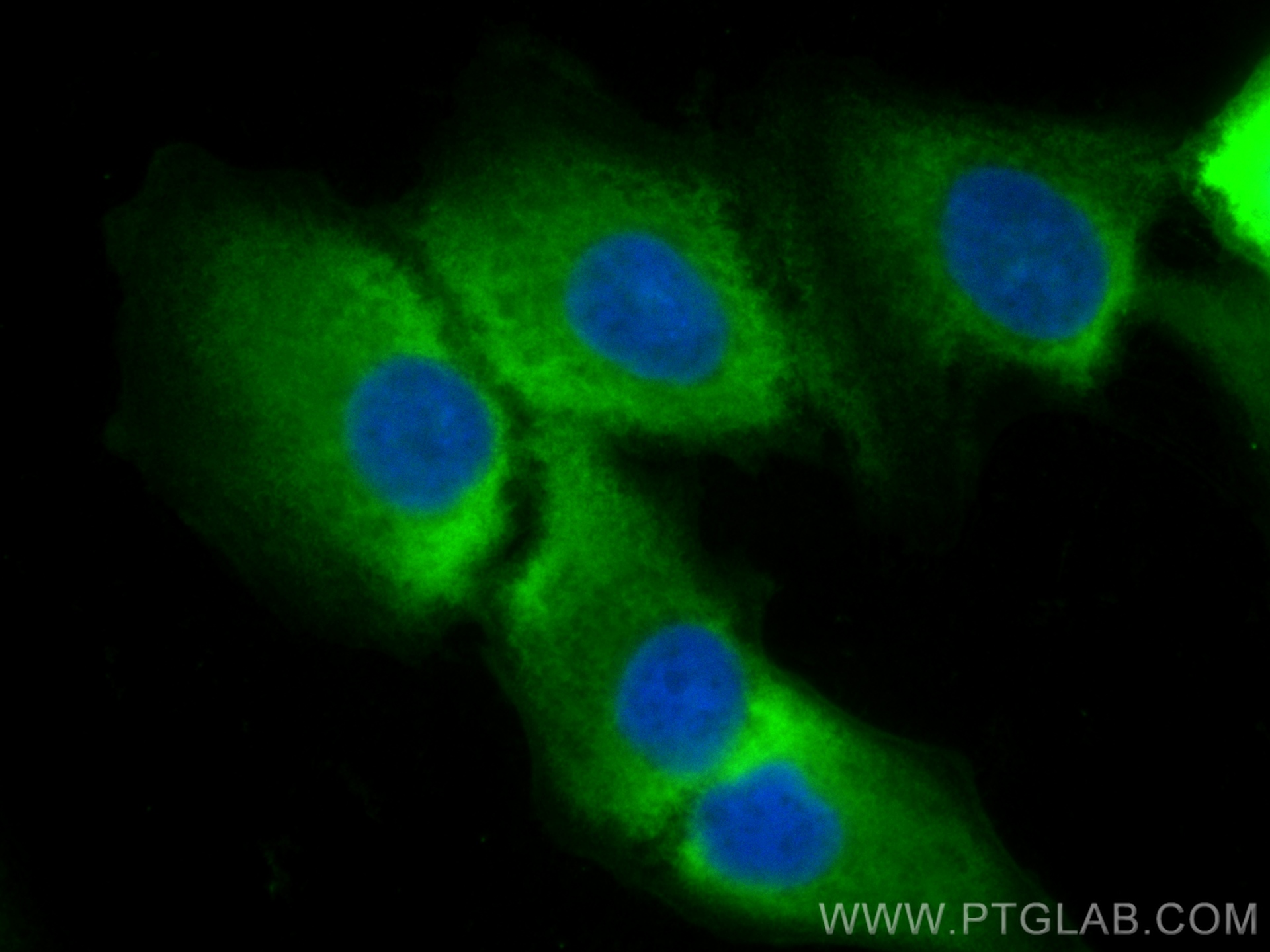 Immunofluorescence (IF) / fluorescent staining of A549 cells using CoraLite® Plus 488-conjugated TGM2 Monoclonal anti (CL488-68006)