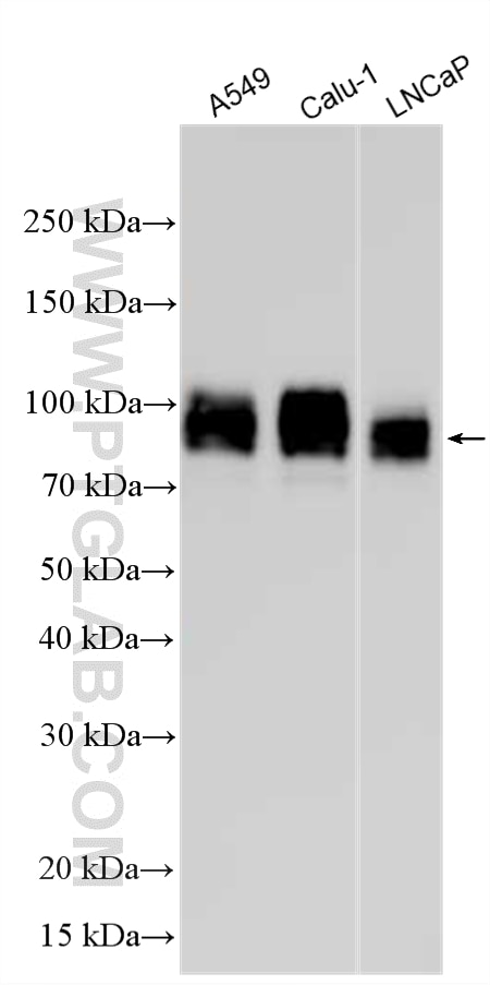 Western Blot (WB) analysis of various lysates using TGN46 Polyclonal antibody (13573-1-AP)