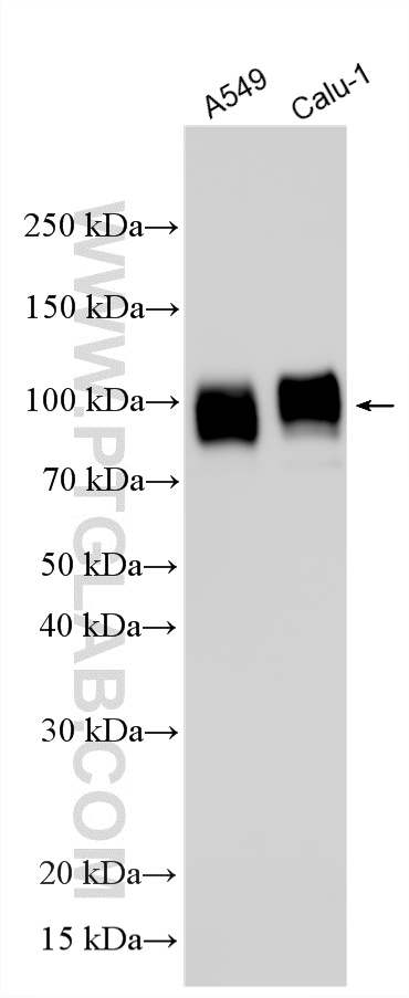 Western Blot (WB) analysis of various lysates using TGN46 Polyclonal antibody (13573-1-AP)