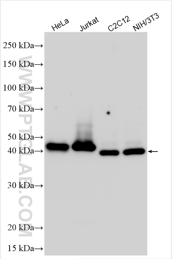 Western Blot (WB) analysis of various lysates using THAP11 Polyclonal antibody (23030-1-AP)