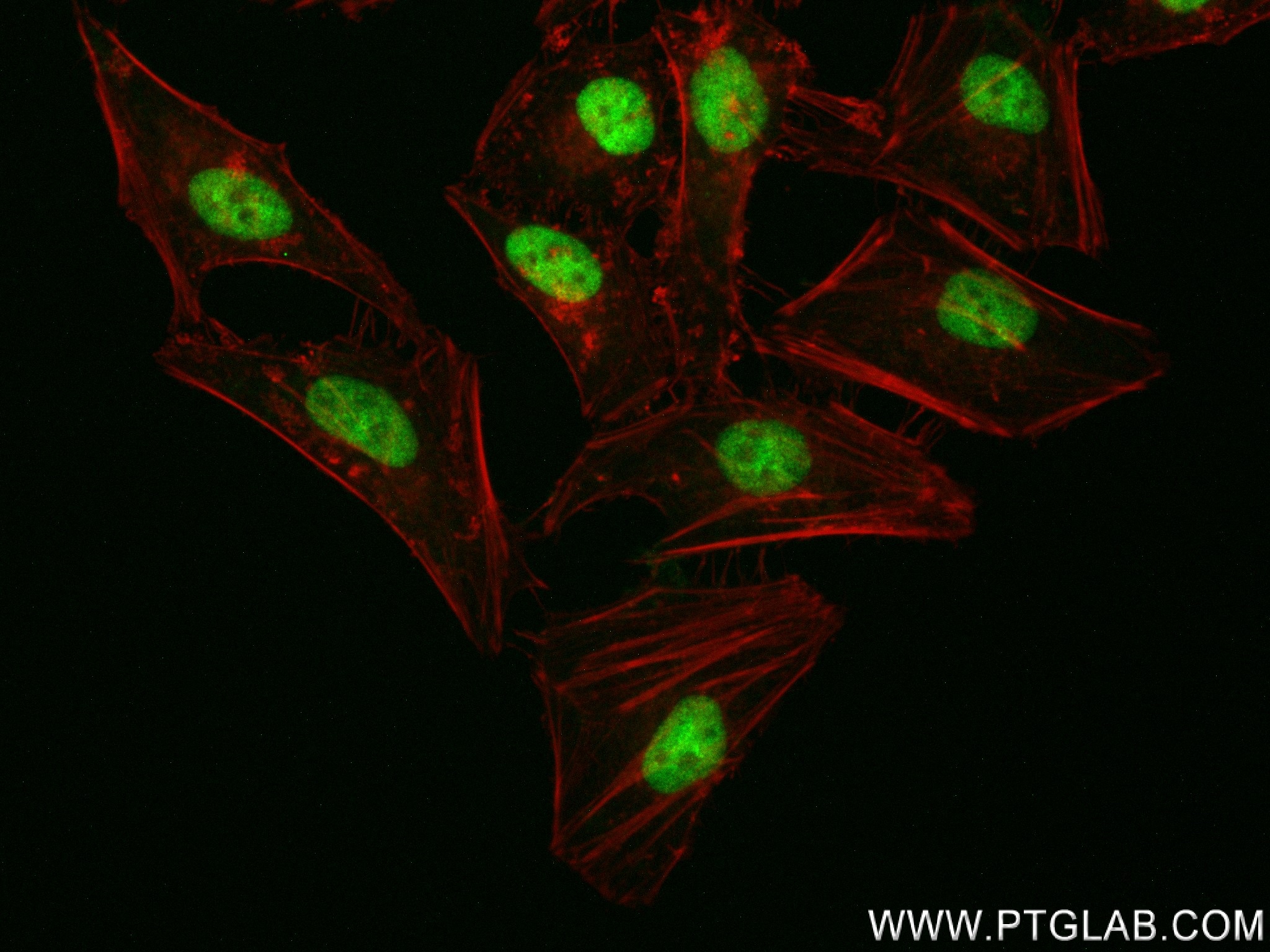 Immunofluorescence (IF) / fluorescent staining of HeLa cells using THAP11 Recombinant antibody (84373-6-RR)