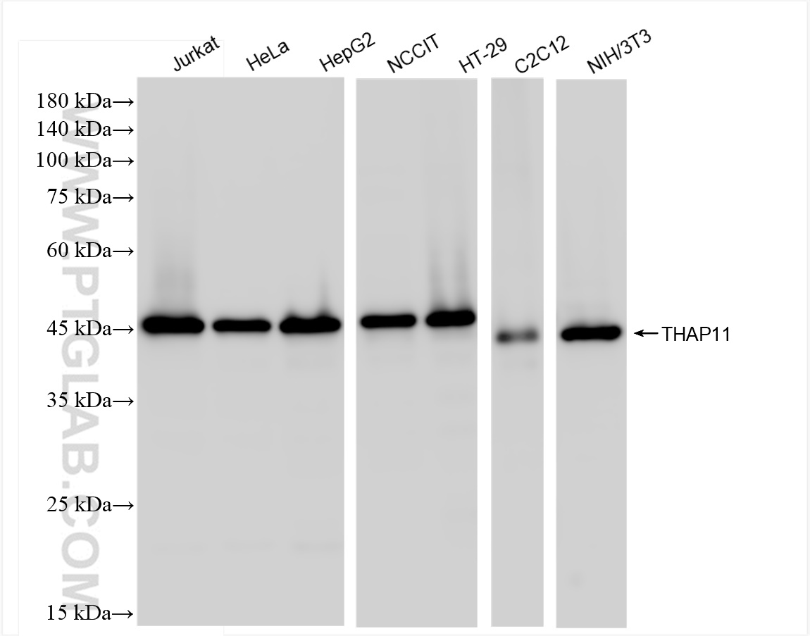 Western Blot (WB) analysis of various lysates using THAP11 Recombinant antibody (84373-6-RR)