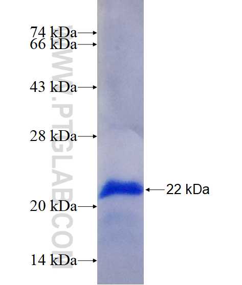 THAP2 fusion protein Ag15644 SDS-PAGE