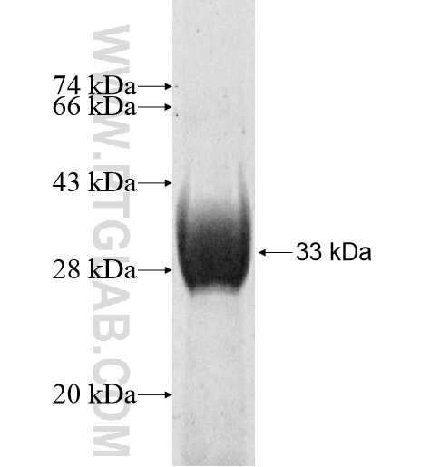 THAP3 fusion protein Ag10747 SDS-PAGE