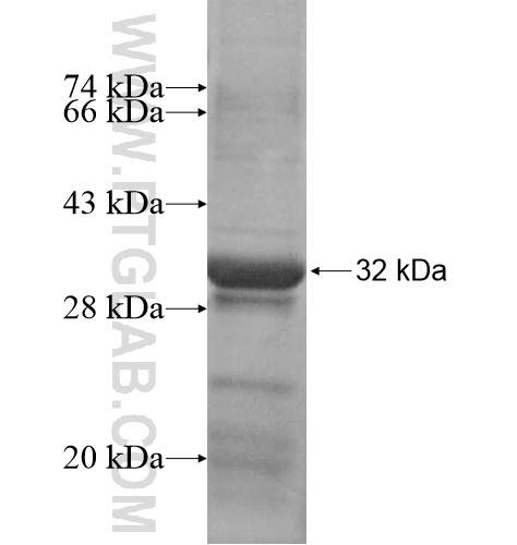 THAP6 fusion protein Ag15253 SDS-PAGE