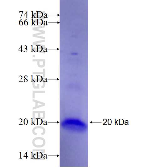 THAP7 fusion protein Ag27645 SDS-PAGE