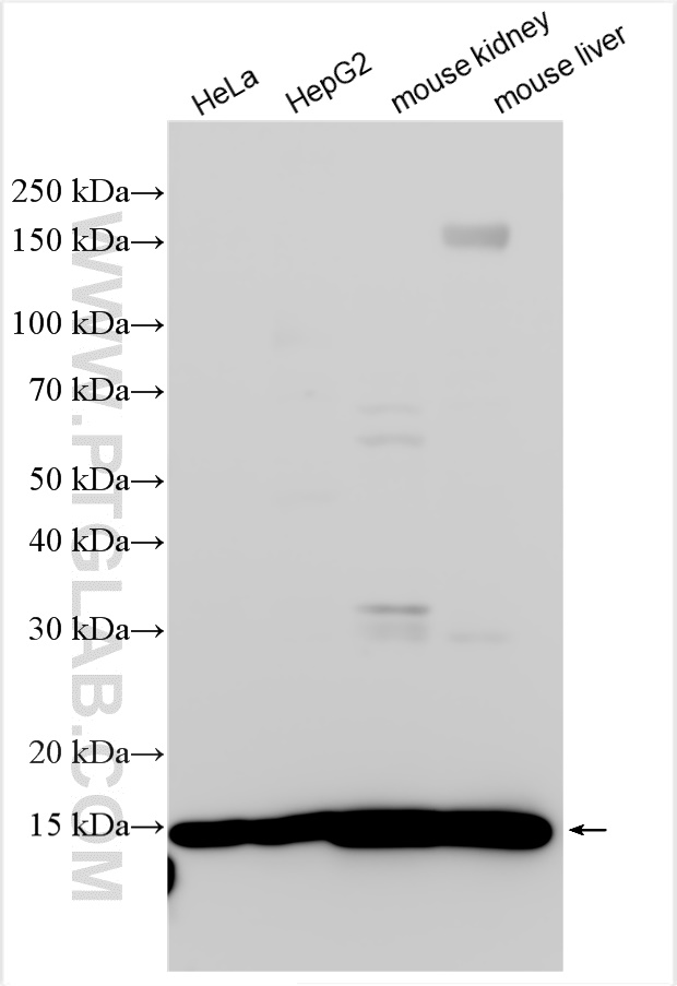 Western Blot (WB) analysis of various lysates using THEM2 Polyclonal antibody (16782-1-AP)