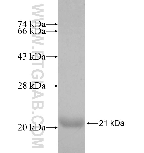 THEM2 fusion protein Ag10244 SDS-PAGE