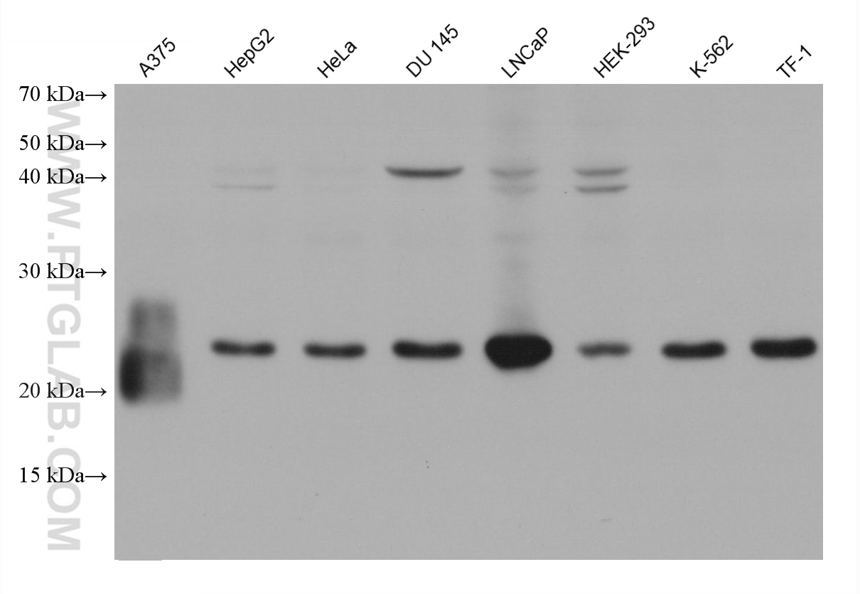 Western Blot (WB) analysis of various lysates using THEM4 Monoclonal antibody (68923-1-Ig)