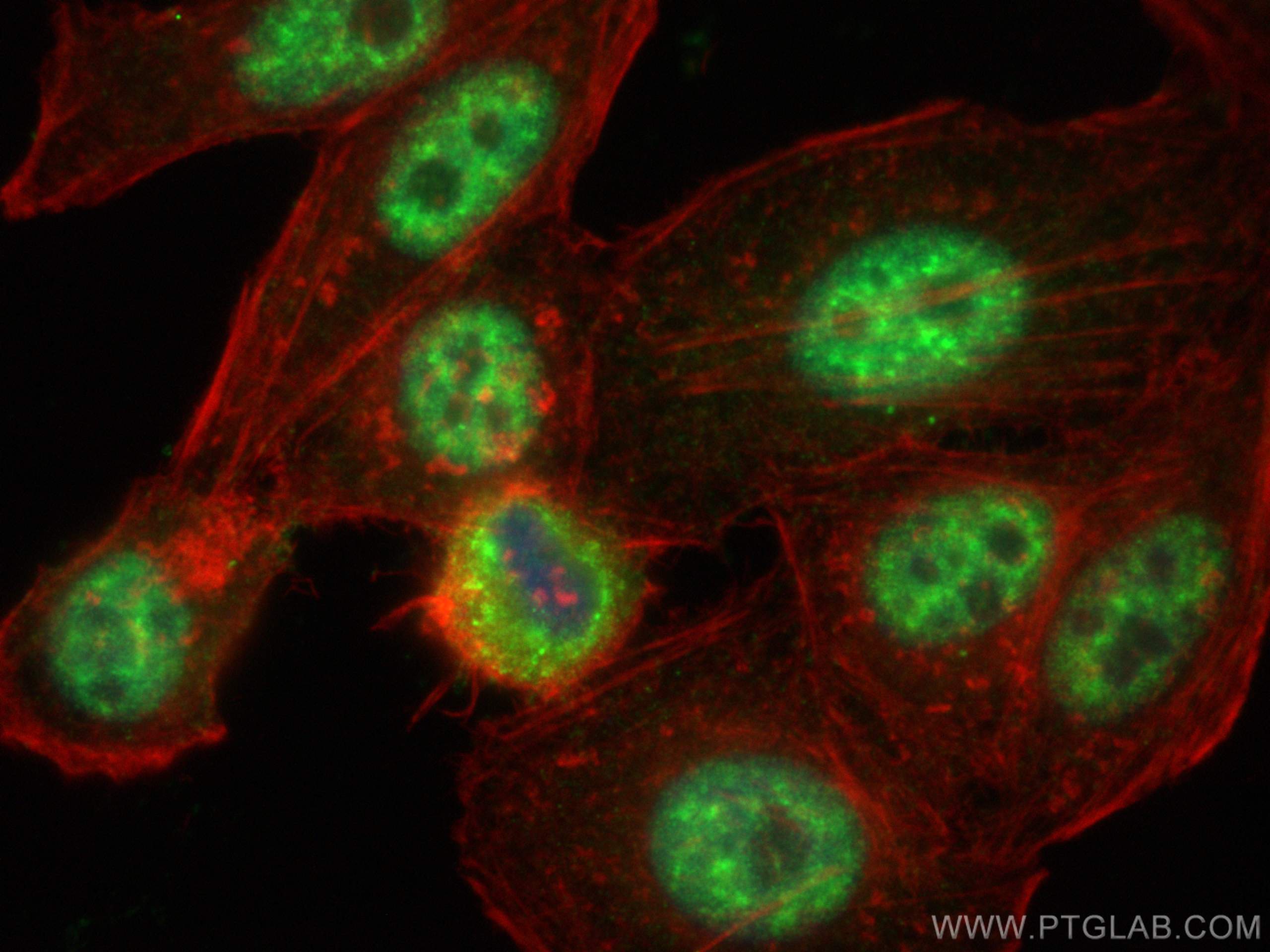 Immunofluorescence (IF) / fluorescent staining of HepG2 cells using THOC5 Polyclonal antibody (14862-1-AP)