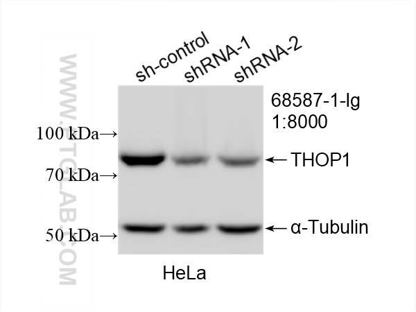 Western Blot (WB) analysis of HeLa cells using THOP1 Monoclonal antibody (68587-1-Ig)