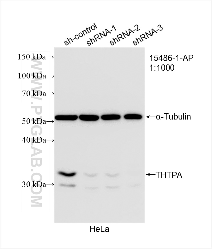 Western Blot (WB) analysis of HeLa cells using THTPA Polyclonal antibody (15486-1-AP)