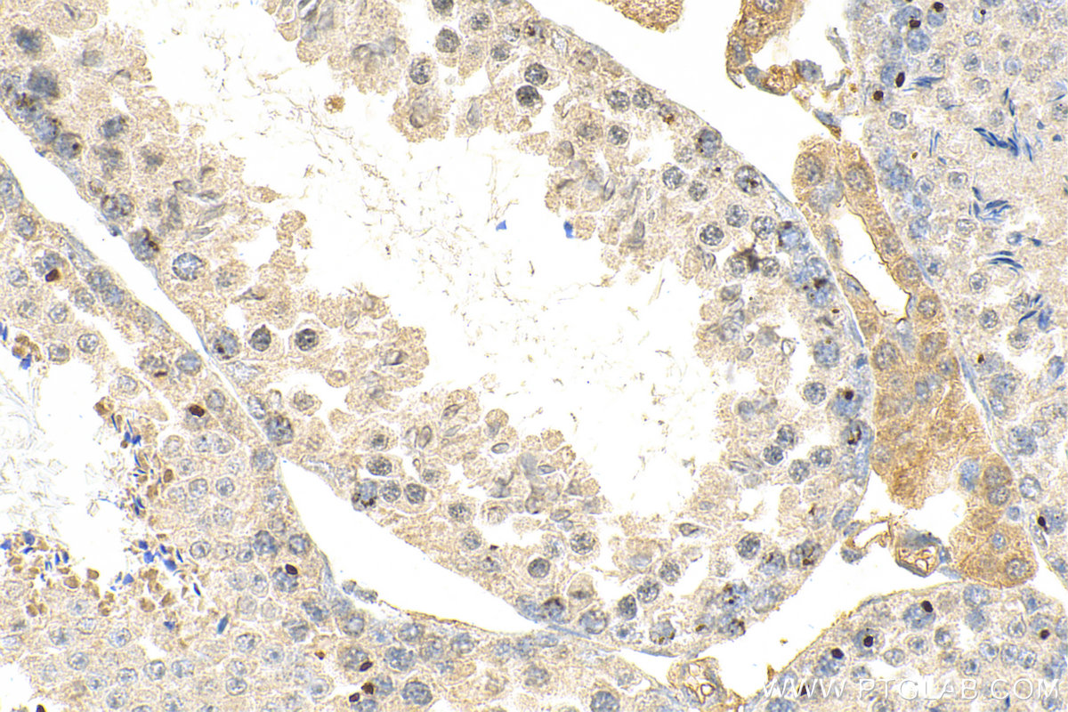 Immunohistochemistry (IHC) staining of mouse testis tissue using THYN1 Monoclonal antibody (68337-1-Ig)