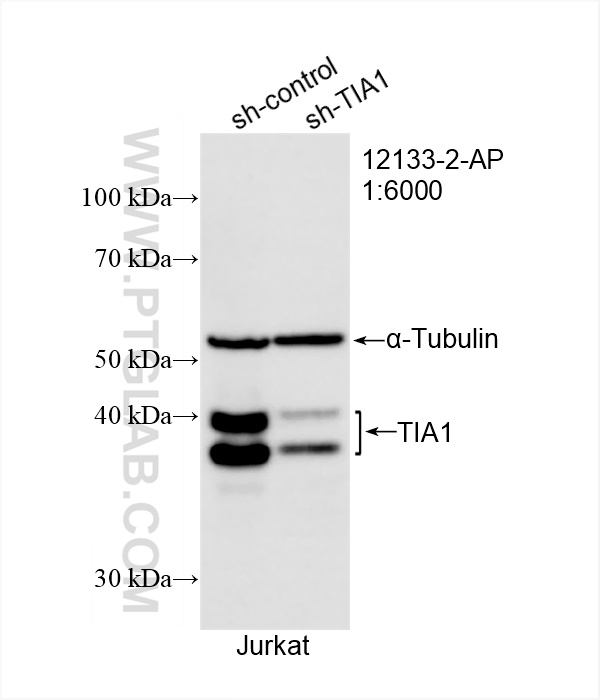 Western Blot (WB) analysis of Jurkat cells using TIA1 Polyclonal antibody (12133-2-AP)