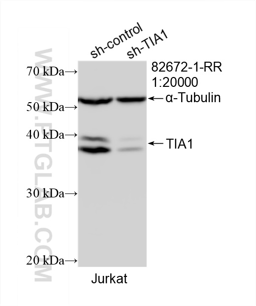 Western Blot (WB) analysis of Jurkat cells using TIA1 Recombinant antibody (82672-1-RR)