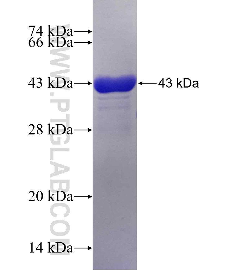 TICAM1 fusion protein Ag30304 SDS-PAGE