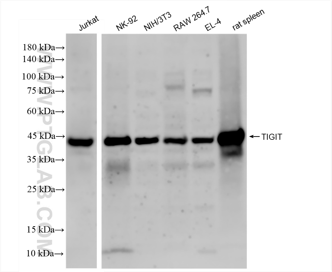 Western Blot (WB) analysis of various lysates using TIGIT Recombinant antibody (83545-1-RR)